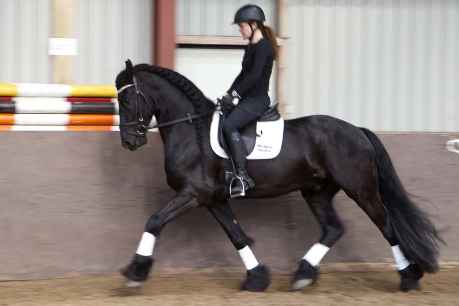 Friese ruin te koop - braaf - dressuur - buitenrit