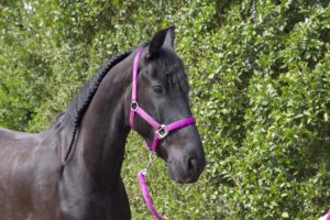Friese Ruin te koop