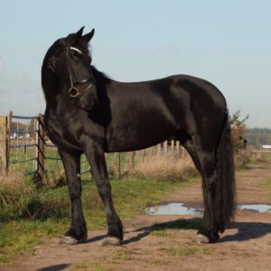 paard te koop, fries te koop, fries, friese merrie