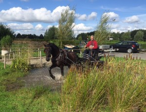 paard te koop, paardenmatchmaker, paarden bemiddeling