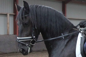 fries, friese merrie, fries te koop