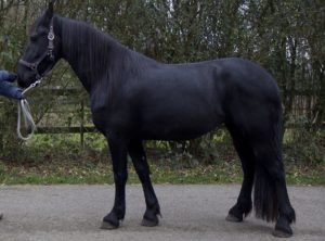 Friese merrie, fokmerrie, te koop