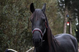 Friese merrie te koop